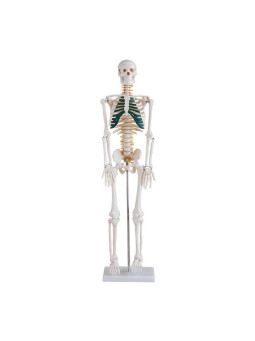 SKELETON WITH SPINAL NERVES